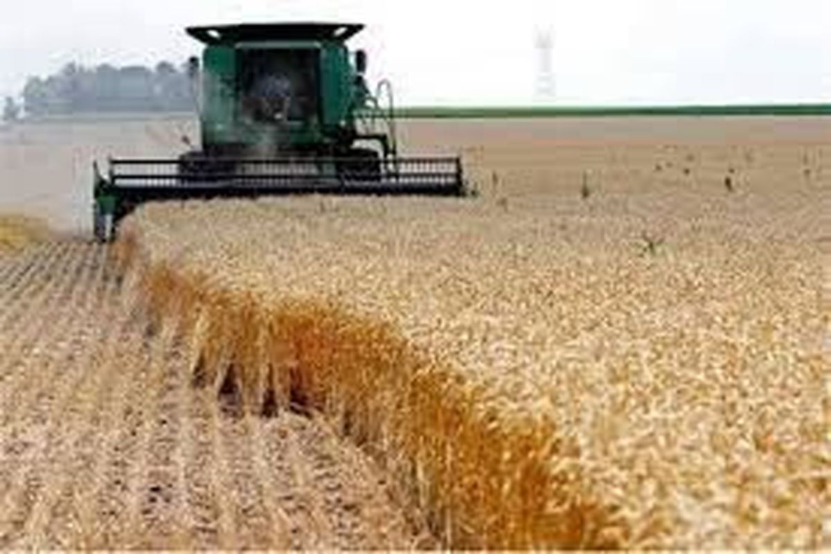 پیش‌بینی برداشت 230 هزار تن گندم در شهرستان دهلران