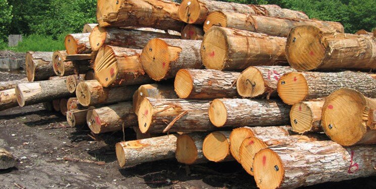 زراعت چوب در کرمانشاه  توسعه می‌یابد