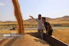 300 هزار تن گندم در بیجار تولید شد
