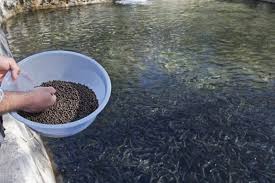 20 واحد راکد پرورش ماهی در همدان وارد چرخه تولید شد