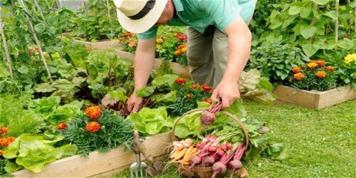 رشد 14 برابری تسهیلات مکانیزاسیون باغبانی در همدان