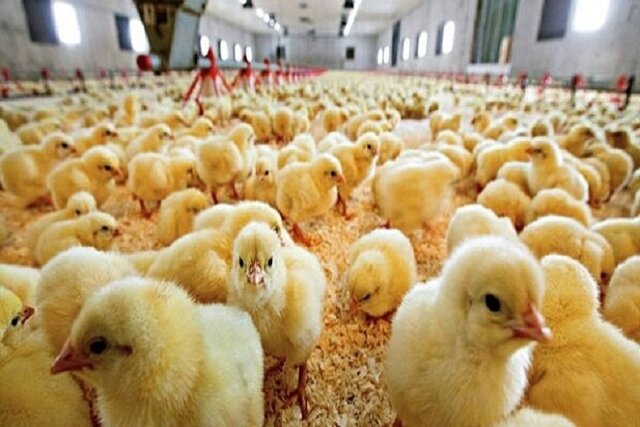 بیش از 4 میلیون جوجه‌ریزی در مرغداری‌های همدان