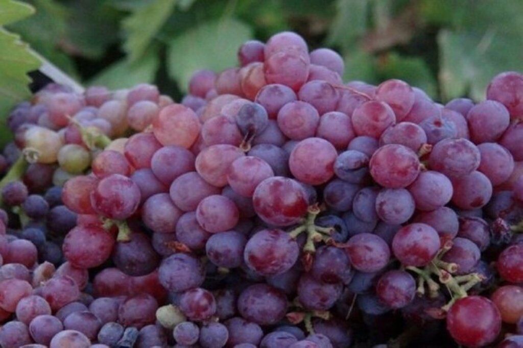 حدود ۱۰ هزار تن انگور یاقوتی از تاکستان‌های قصرشیرین برداشت شد
