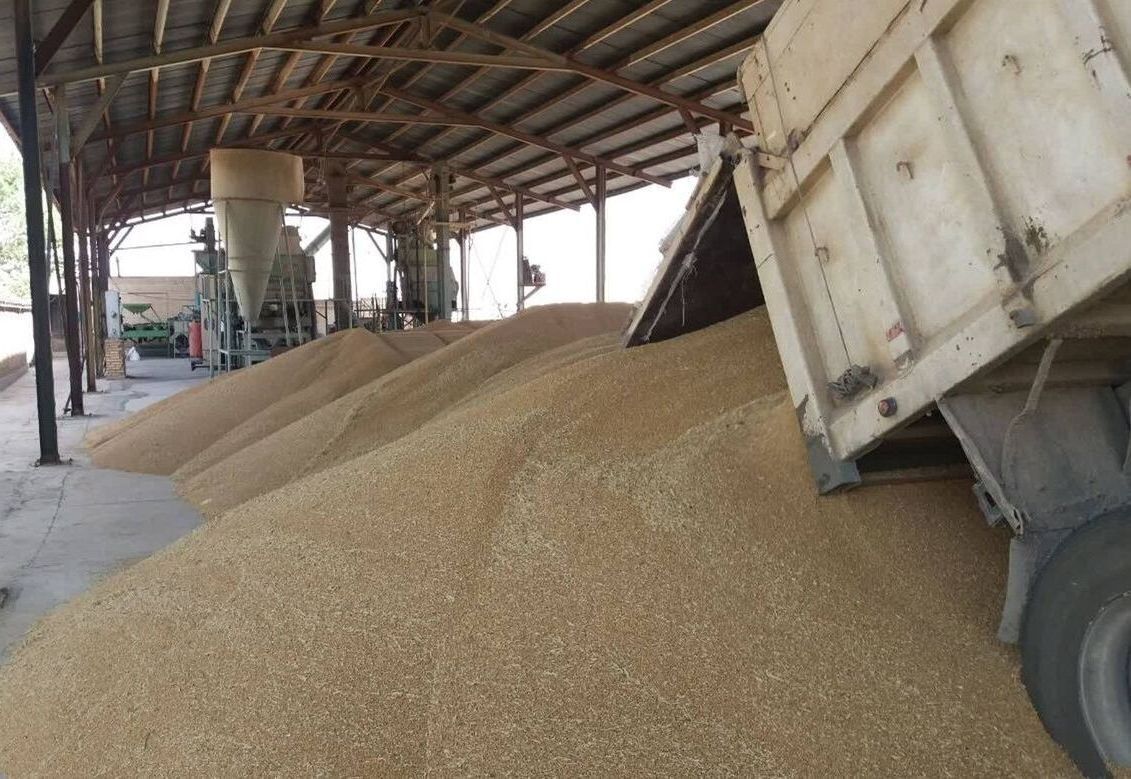 55 هزار تُن گندم از کشاورزان همدانی خریداری شد