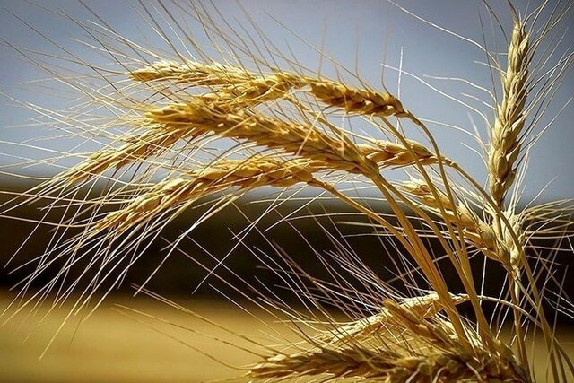 پیش‌بینی تولید 150 هزار تُن گندم در کبودراهنگ