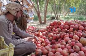 بازار صادرات محصولات کشاورزی افغانستان به کما رفت