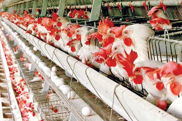 صادرات 62 هزار تن مرغ و تخم‌مرغ از ابتدای سال جاری