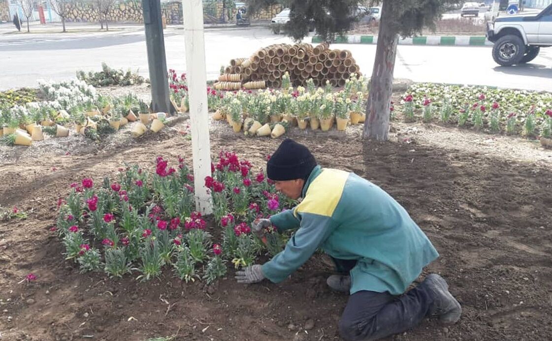 1.5 میلیون بوته گل در همدان کاشته شد