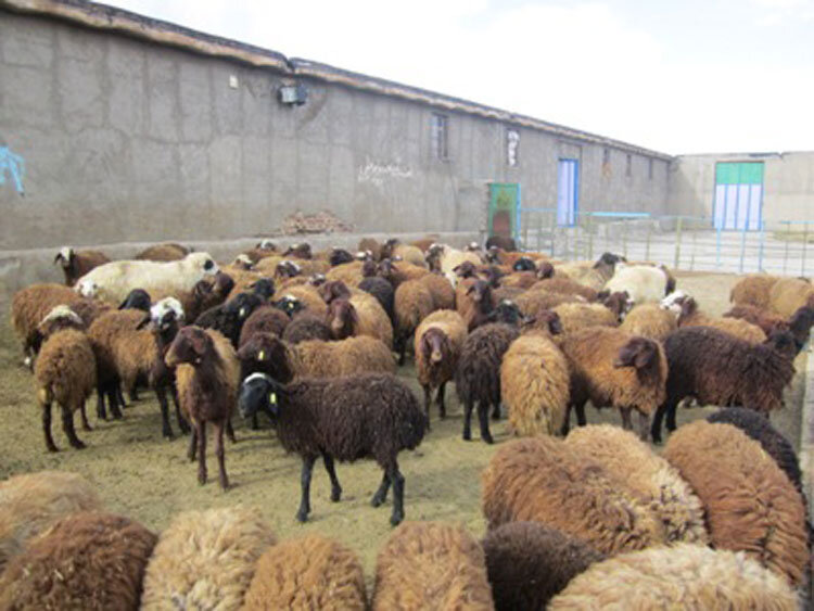 تلفیق روش‌های سنتی و مدرن؛ راهکار پایداری دامپروری همدان