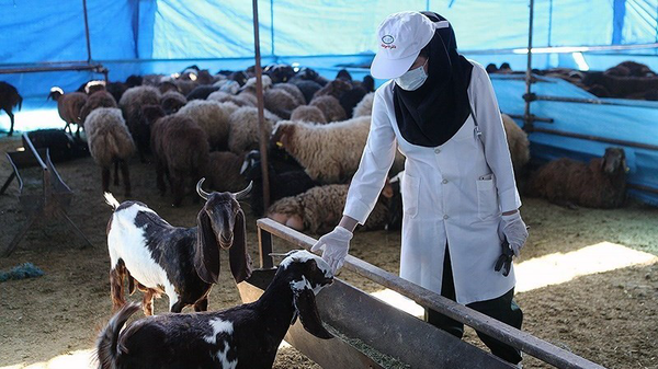 نظارت 30 اکیپ بهداشتی بر کشتار دام در عید قربان