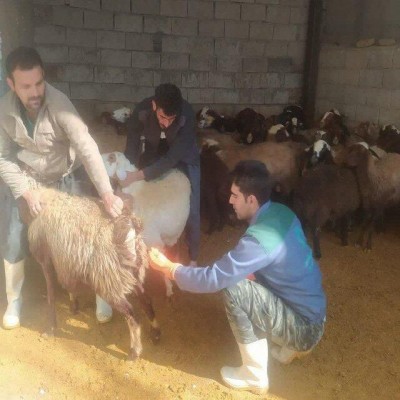 همزمان‌سازی فحلی در 4000 رأس از گوسفندان عشایر همدان