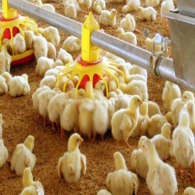 افزایش 10 درصدی جوجه‌ریزی در استان مرکزی