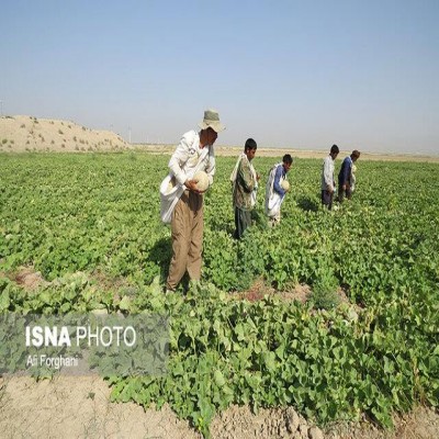 خشکسالی، تولید طالبی ساوه را نصف کرد
