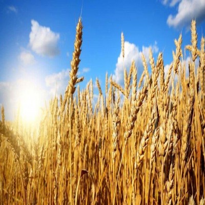 خیز بلند کردستان در تولید گندم؛ خرید تضمینی از 630 هزار تن گذشت