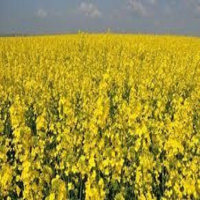 3600 هکتار از اراضی کردستان زیر کشت دانه‌های روغنی