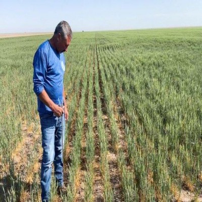 خشکسالی بلای جان غلات استان مرکزی