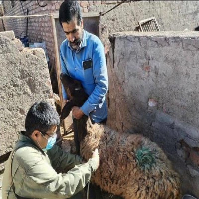 اجرای 157 هزار واکسیناسیون دام در ایوان طی چهار ماه