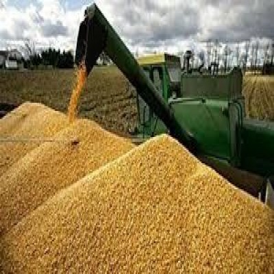 خرید 780 هزار تن گندم مازاد کشاورزان کردستانی