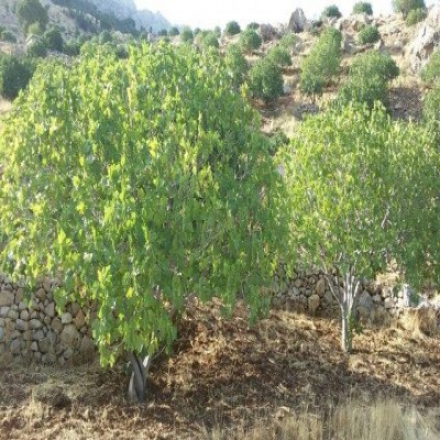 باغ‌های دیم ایلام، نمونه‌ای موفق از توسعه کشاورزی در اراضی غیرقابل کشت