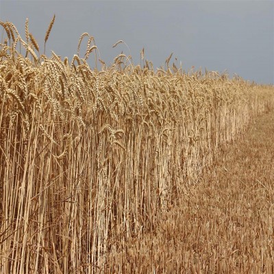 پرداخت 25 هزار میلیارد ریال از مطالبه گندمکاران استان مرکزی