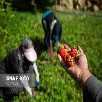 کردستان؛ قطب تولید توت‌فرنگی و انگور ایران