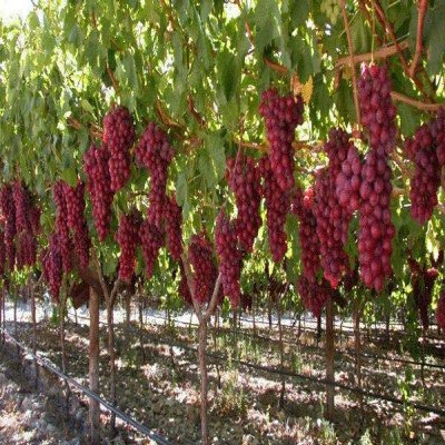 توسعه 500 هکتاری باغات و 300 هکتاری گلخانه در ایلام