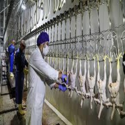 کشتارگاه طیور تازه تأسیس مریوان برای 45 نفر ایجاد اشتغال کرده است