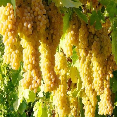 کاهش 20 درصدی محصول در شهر جهانی انگور در پی سرمازدگی