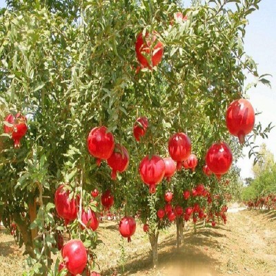 حال خوب انار ساوه باوجود خشکسالی
