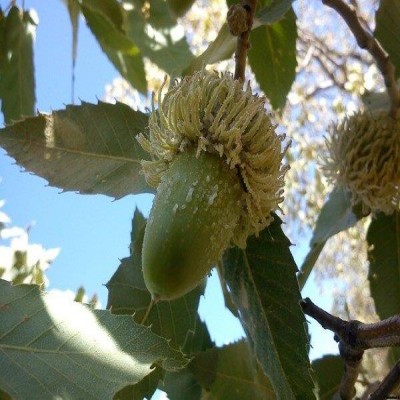 «شوکه»؛ بلای جان جنگل‌های زاگرس