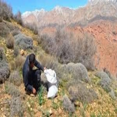 برداشت غیرمجاز گیاهان دارویی و جنگلی در ایلام ممنوع شد
