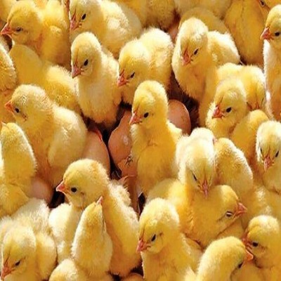 افزایش 3 درصدی جوجه‌ریزی در مرغداری‌های همدان