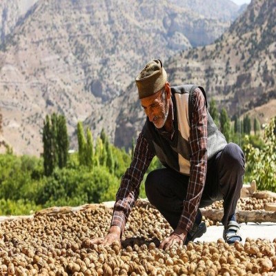 سرمازدگی؛ تولید گردوی ملایر را 43 درصد کاهش داد
