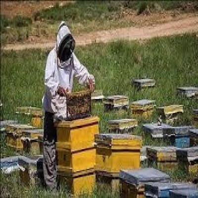 زنبورداری همدان در لبه پرتگاه