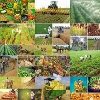 خودکفایی 87 درصدی کشاورزی ایران