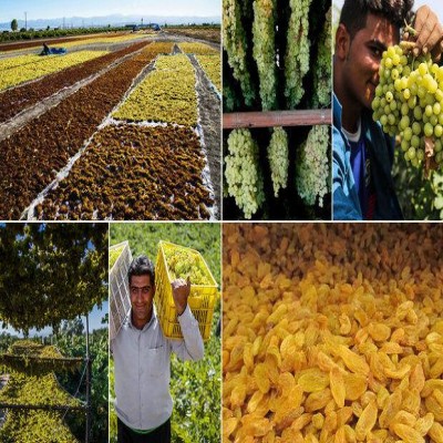 بحران صادرات کشمش ریشه در سیاست‌های اقتصادی دارد نه کیفیت محصول