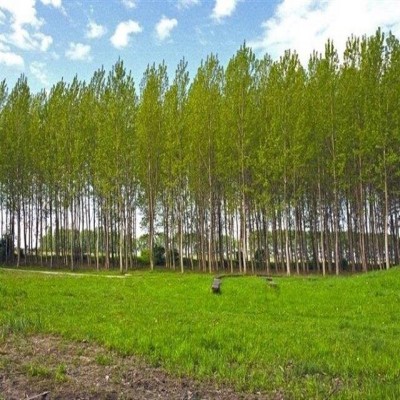 برداشت بیش از 650 تن چوب از اراضی کشاورزی دهلران