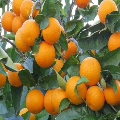 آغاز برداشت مرکبات از باغات کرمانشاه