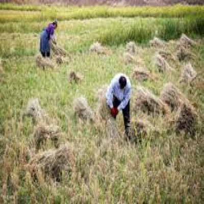 برداشت برنج‌ در سطح 3300 هکتار از اراضی ایلام آغاز شد