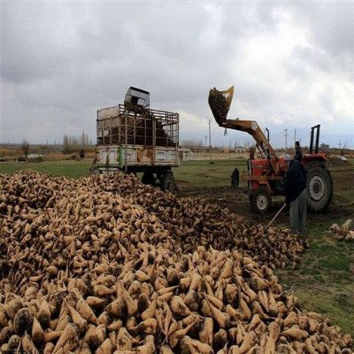 پیش‌بینی برداشت 200 هزار تُن محصول چغندر قند از مزارع نهاوند