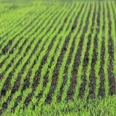 تبدیل ایلام، به یکی از قطب‌های تولید کشاورزی تا پایان برنامه هفتم