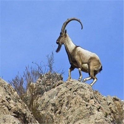 ورود به مناطق حفاظت‌شده همدان ممنوع شد