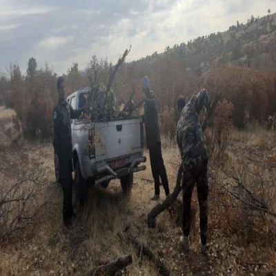 تهیه زغال خانگی ممنوع/بلوط‌های سرفیروزآباد کرمانشاه نفس می‌کشند