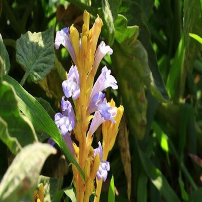 بیش از یک‌هزار هکتار از مزارع کلزا دهلران تحت پوشش طرح پایدار گل جالیز