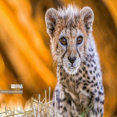 چرا یوزپلنگ «ایران» امسال گزینه مناسبی برای مادرشدن نیست؟