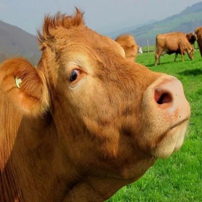 اپیدمی تب برفکی در همدان نداشتیم
