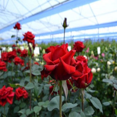 پیگیری ایجاد پایانه صادراتی گل‌های شاخه‌بریده غرب کشور در همدان