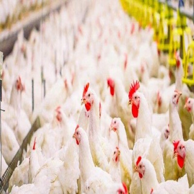تولید سالیانه بیش از 13 هزار تُن گوشت مرغ در بهار