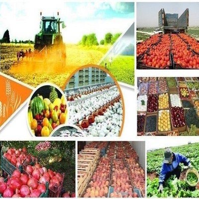 چرا محصولات صادراتی کشاورزی ایران برگشت می‌خورند؟