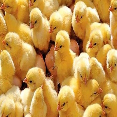 افزایش 2.5 درصدی جوجه‌ریزی در همدان